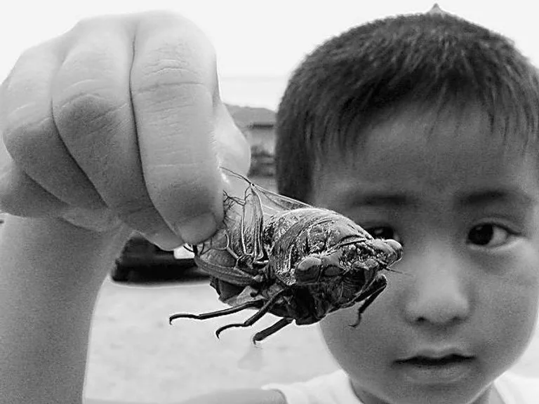 Cicada Kid BIJ Official