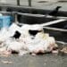 The Mystery of Trash Cans in Japan: 7 Ways to Manage Your Waste 4 trash cans in japan