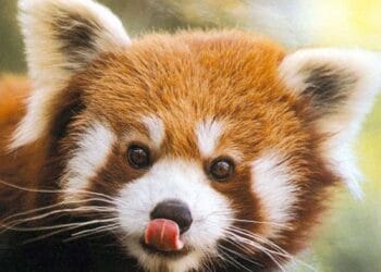 animals in JApan BIJ Official