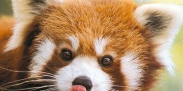 animals in JApan BIJ Official