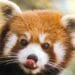animals in JApan BIJ Official