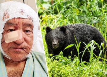 Rising Bear Attacks in Western Chugoku: Conservation Policies in Conflict 1 bear attacks