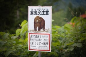 Rising Bear Attacks in Western Chugoku: Conservation Policies in Conflict 2 bear attacks