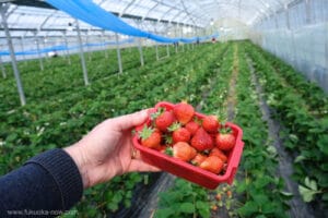 Strawberries in Winter: A Surprising Seasonality 3 Strawberry Winter BIJ Official