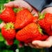 Strawberries in Winter: A Surprising Seasonality 3 Strawberries