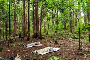 The Secrets to Japan’s Longevity: Lessons for a Healthier, Longer Life 4 Longevity