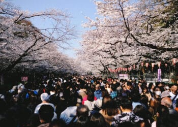 Sakura Season