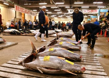 tsukiji fish market