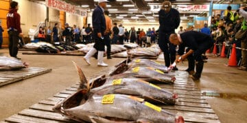 tsukiji fish market