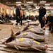 Tuna, Tradition, and Tourism: Exploring the Tsukiji Fish Market in Tokyo 3 tsukiji fish market