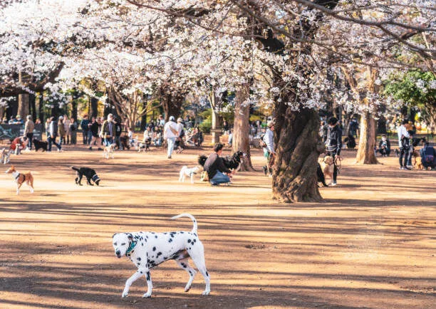 From Rebellion to Relaxation: The Transformation of Yoyogi Park 15 Yoyogi Park Dog Run BIJ Official